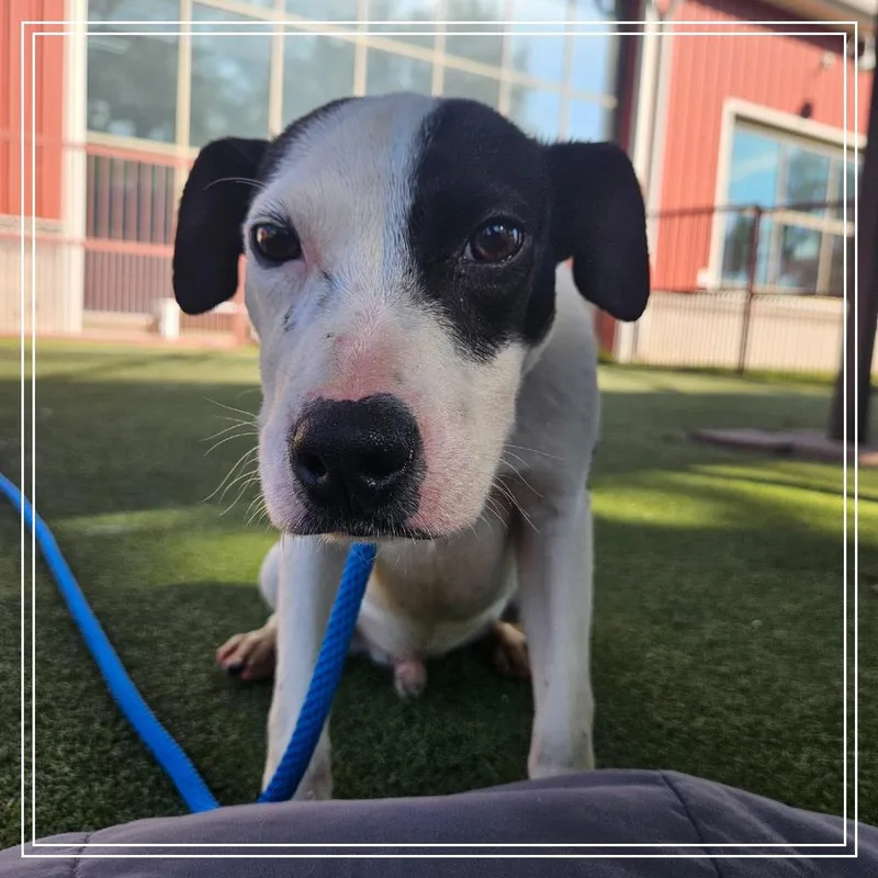 A young small-sized male White / Cream Terrier dog named Poker for adoption in Upland, CA