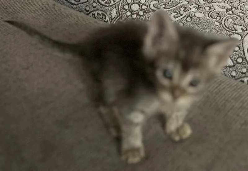 A baby small-sized female Domestic Short Hair cat named LeylaLyla for adoption in HUNTINGTON BEACH, CA