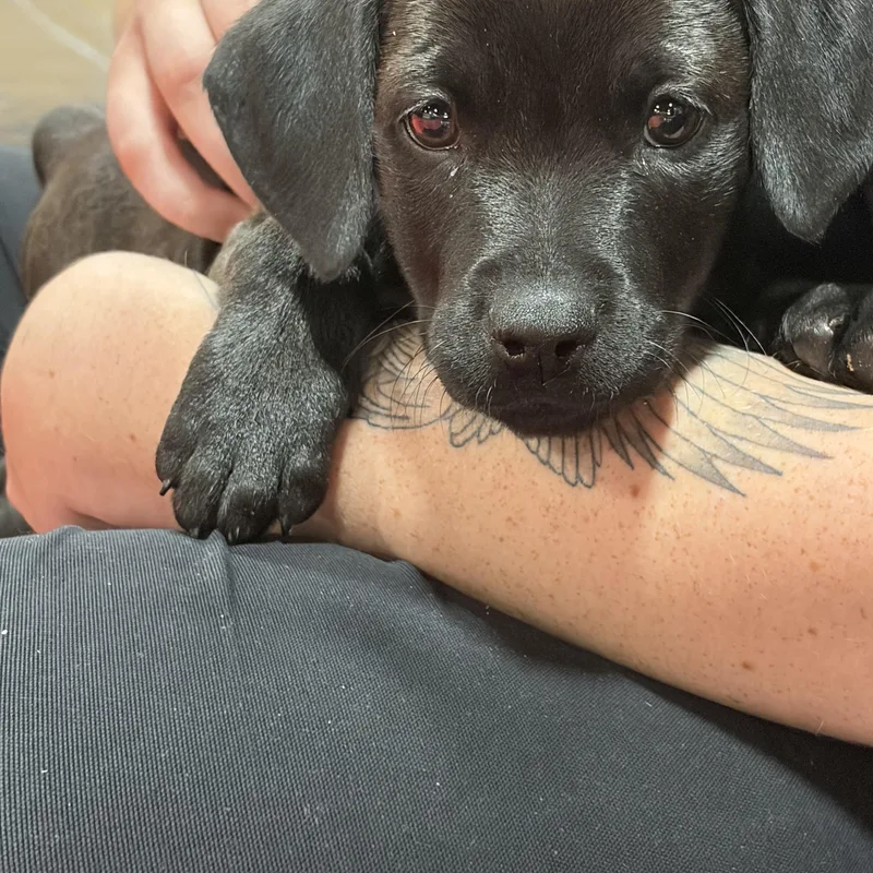A baby medium-sized female Black Shepherd dog named Kiwi for adoption in Davisburg, MI