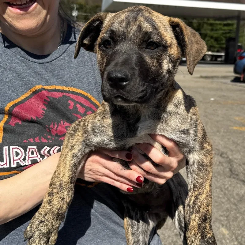 A baby large-sized male Brindle Treeing Walker Coonhound dog named Ny Loreto Avail Apr for adoption in Eastford, CT