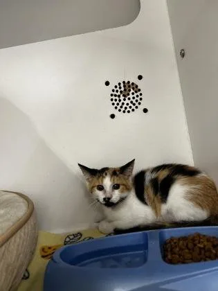 A baby small-sized female Domestic Short Hair cat named Patty for adoption in Westland, MI