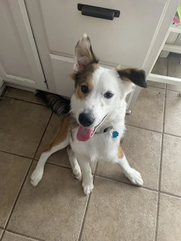 Fats  Red thumbnail 4