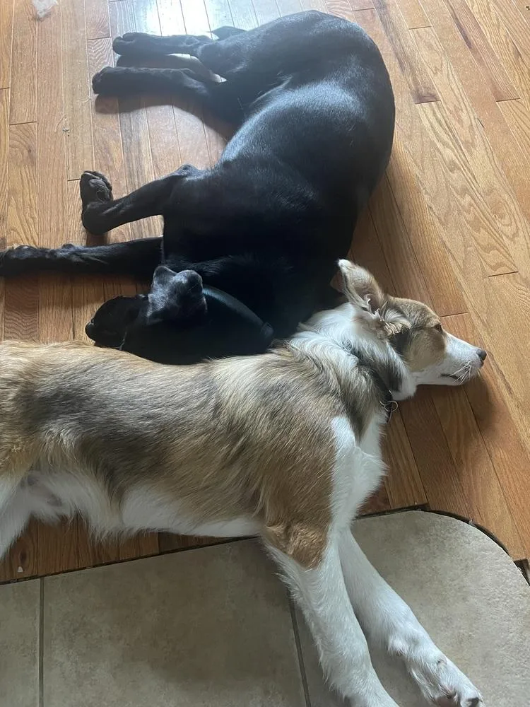 Fats  Red thumbnail 5