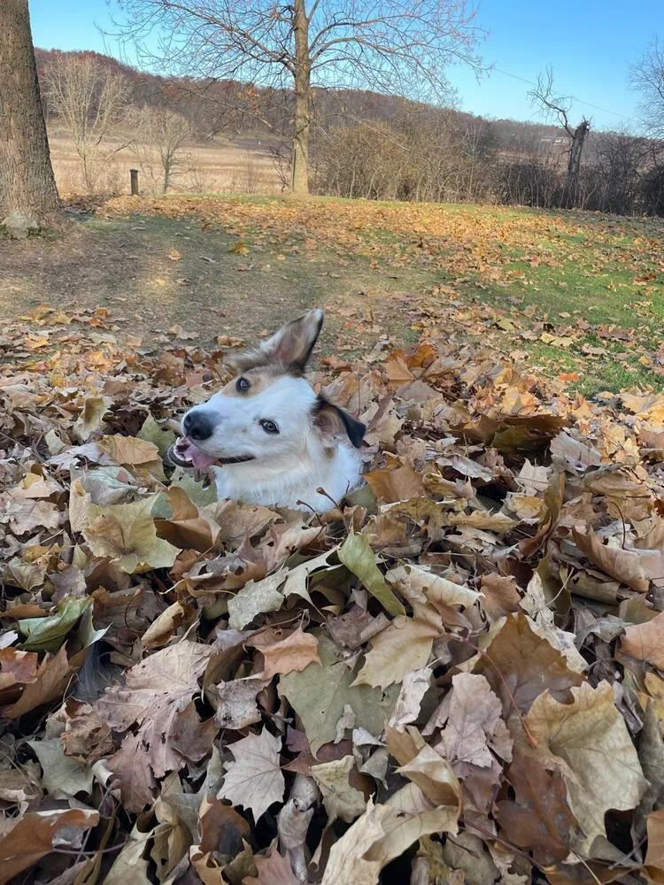 Fats  Red thumbnail 6