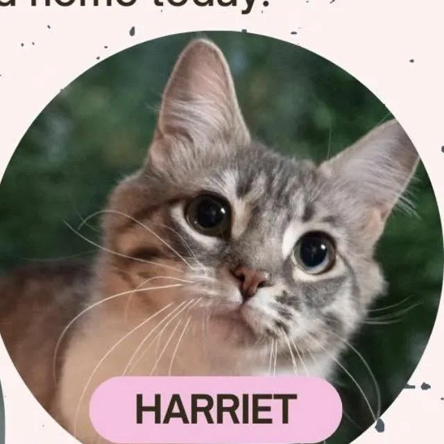 Harriet