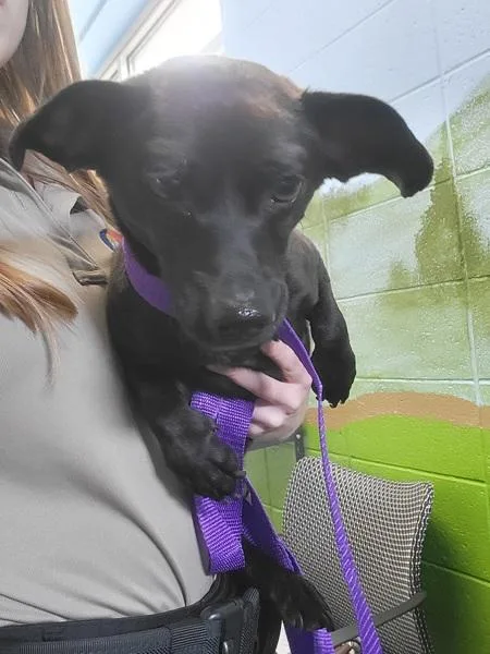 An adult small-sized male Dachshund dog named Pen C Ricky for adoption in Lawrenceville, GA