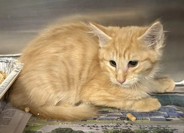 A baby small-sized male Domestic Short Hair cat named Pen d Wasabi for adoption in Lawrenceville, GA