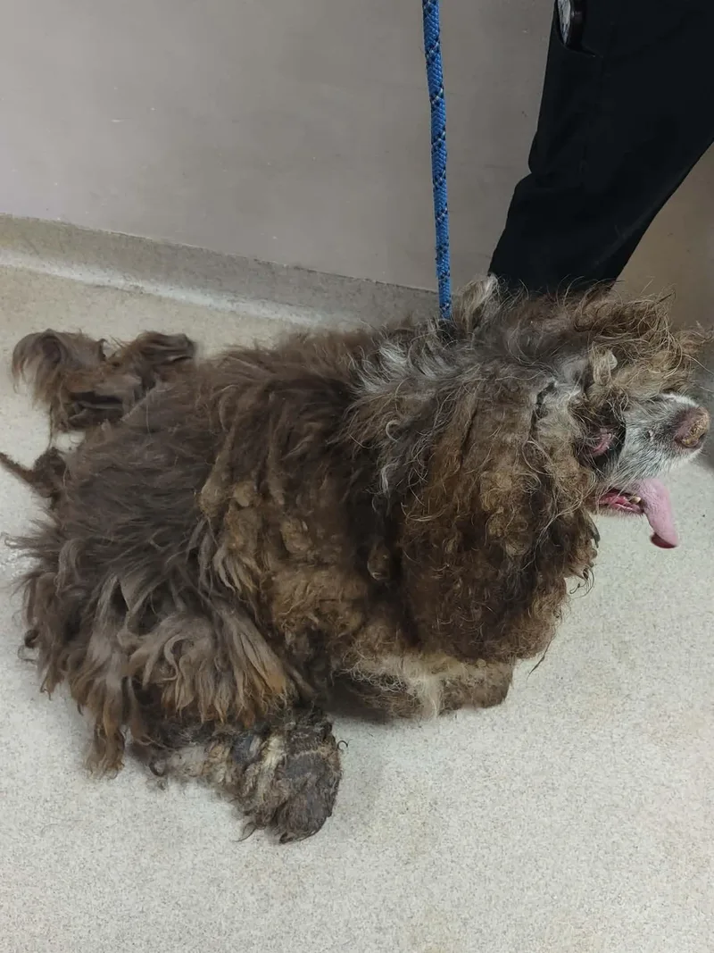 A senior small-sized male Brown / Chocolate Cocker Spaniel dog named Finn for adoption in Albany, NY