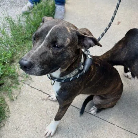 A young medium-sized female Brown / Chocolate Mixed Breed dog named Tonga for adoption in Jeffersonville, IN