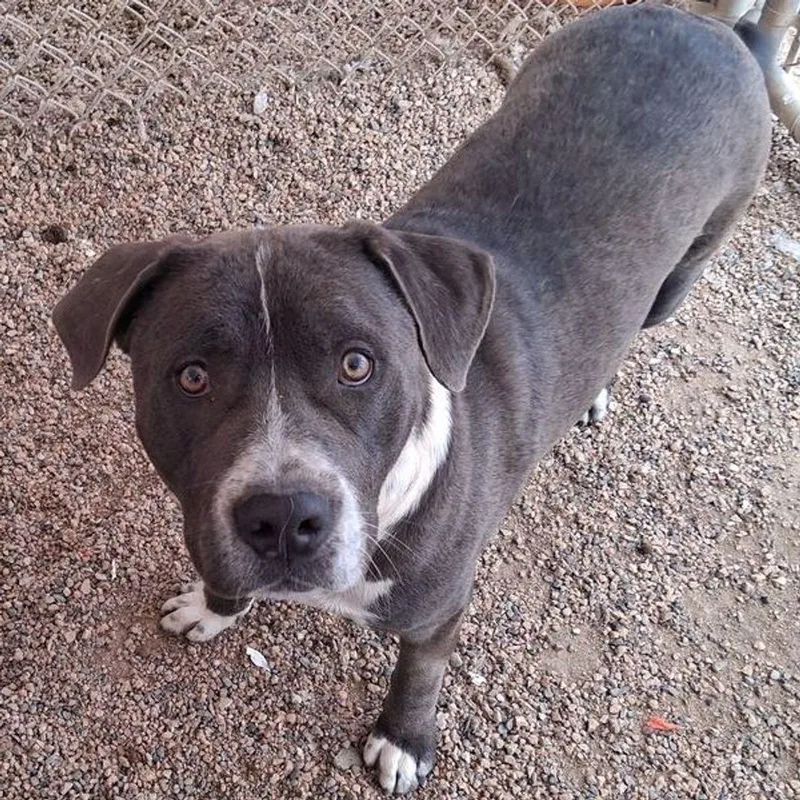 An adult large-sized male Gray / Blue / Silver American Staffordshire Terrier dog named Wanka Diesel for adoption in Kingman, AZ