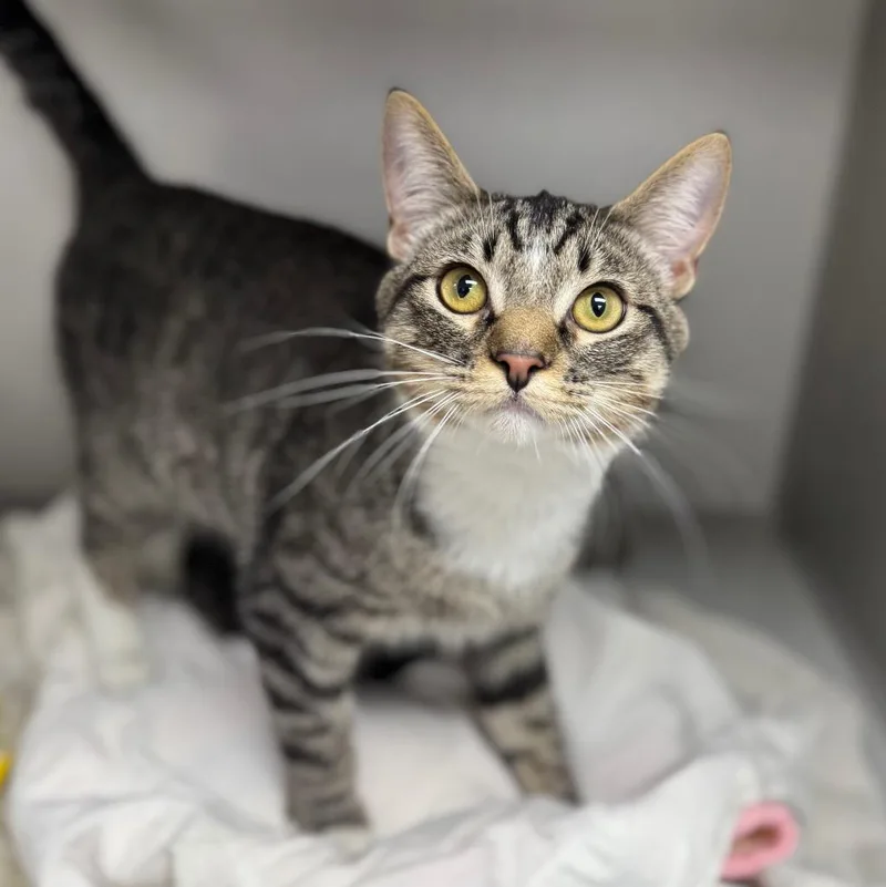A young small-sized male Domestic Short Hair cat named Hayk for adoption in Los Angeles, CA