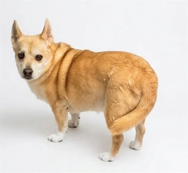 A senior medium-sized male Cardigan Welsh Corgi dog named Spooks for adoption in Baldwin Park, CA