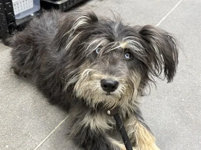 A young medium-sized male Schnauzer dog named Biscuit for adoption in Phoenix, AZ