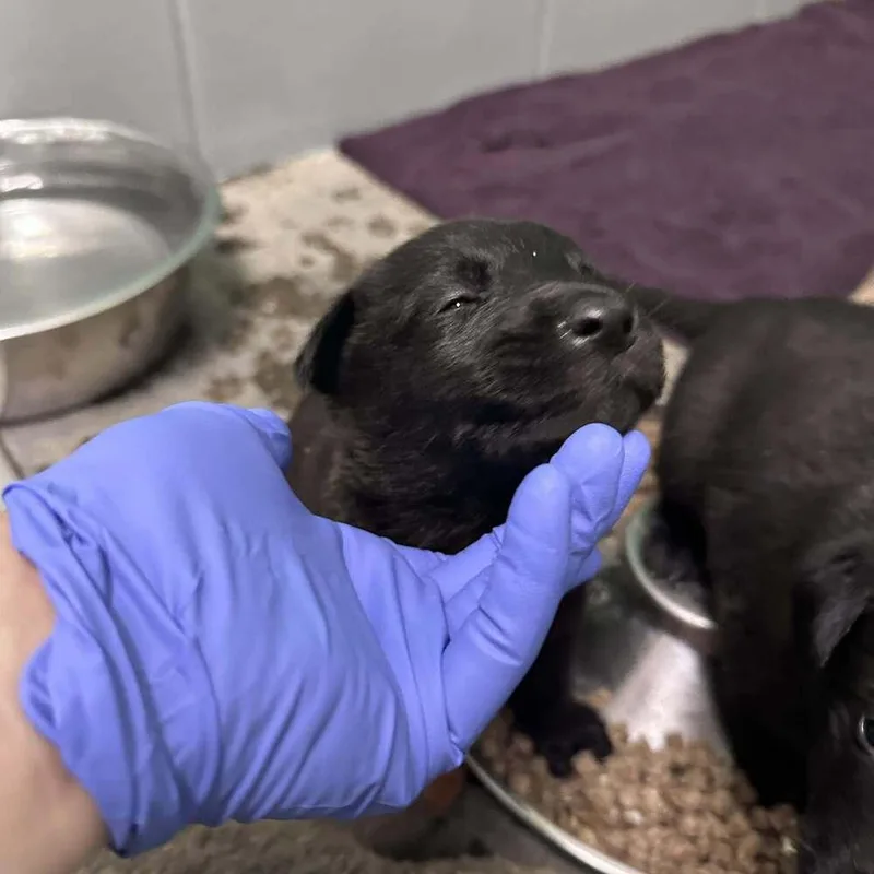 A baby medium-sized male Shepherd dog named Moon: Atlas for adoption in Aurora, CO
