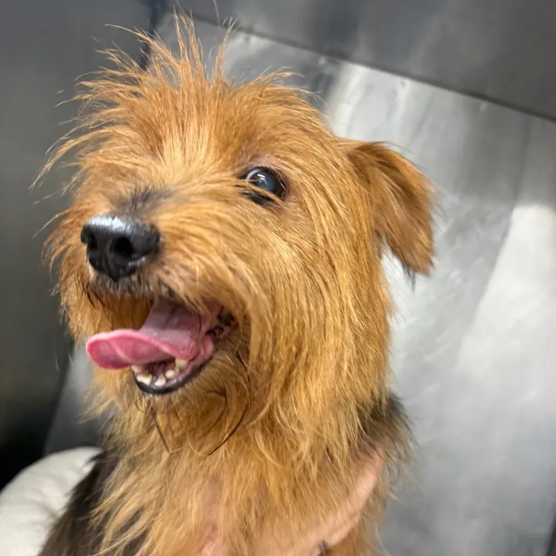 A senior small-sized male Yorkshire Terrier dog named Kobe for adoption in Waldorf, MD