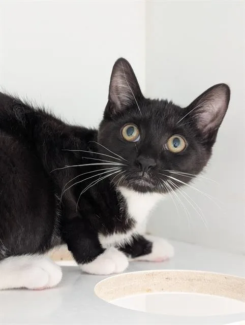 A baby small-sized female Domestic Short Hair cat named Skittle for adoption in Canfield, OH