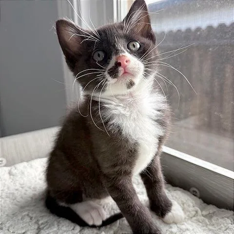 A baby small-sized male Black Domestic Short Hair cat named Rocky for adoption in Pleasant Hill, CA