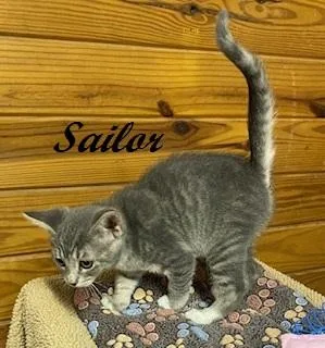 A baby medium-sized female Tabby (Gray / Blue / Silver) Tabby cat named Sailor for adoption in Southern Pines, NC