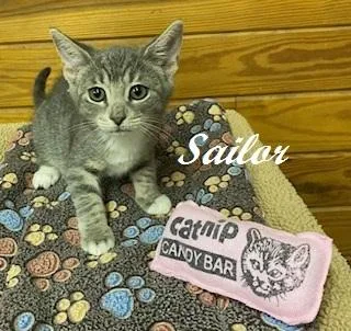 Sailor thumbnail 4