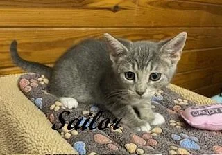 Sailor thumbnail 5