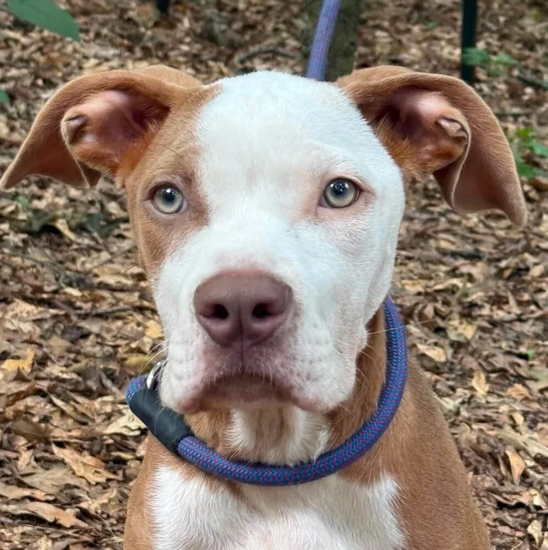 A young medium-sized male American Staffordshire Terrier dog named Barry for adoption in Long Island City, NY