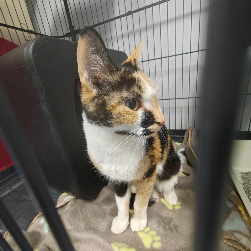 Lucky Charms thumbnail 2