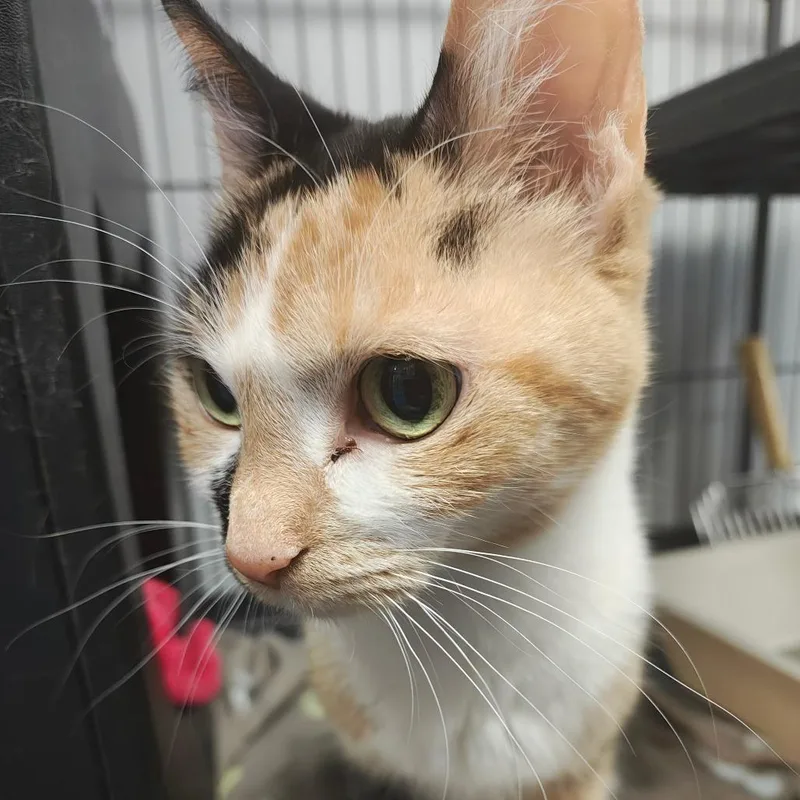 Lucky Charms thumbnail 3