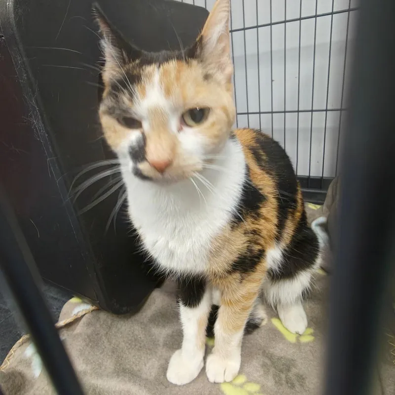 Lucky Charms thumbnail 4