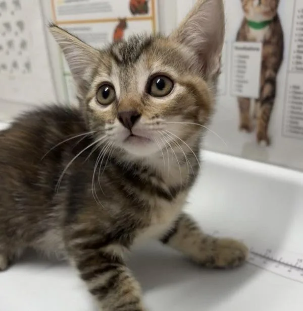 A baby small-sized female Domestic Short Hair cat named Baby Spice for adoption in Escondido, CA