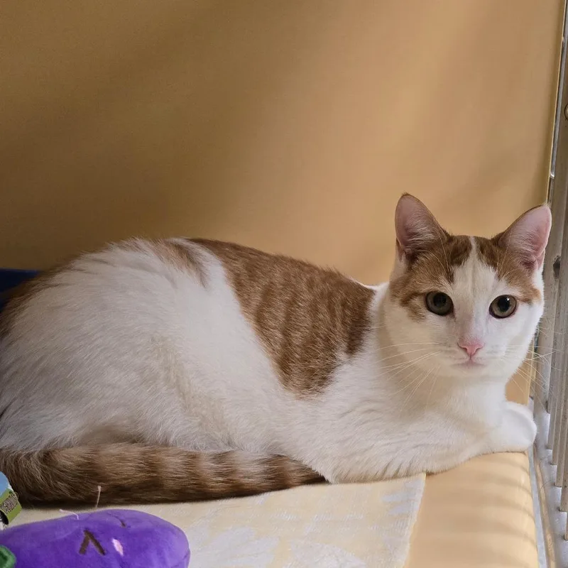 A young large-sized male Orange / Red Domestic Short Hair cat named Felix for adoption in East Hanover, NJ