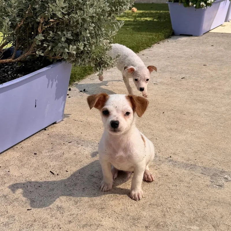 A baby small-sized male Chihuahua dog named Luke for adoption in Austin, TX