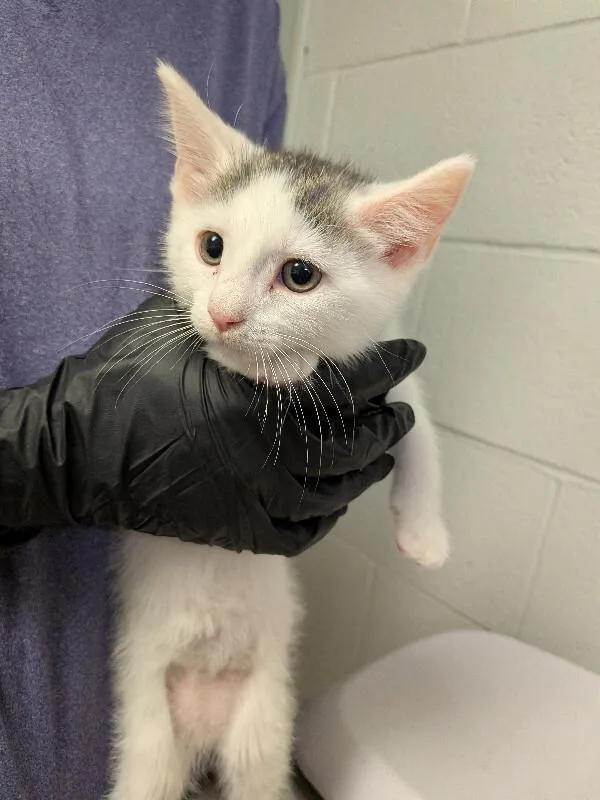 A young small-sized male White Domestic Short Hair cat named Embezzlement for adoption in Cincinnati, OH