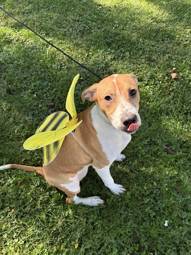 A young medium-sized female Pit Bull Terrier dog named London for adoption in Upper Sandusky, OH