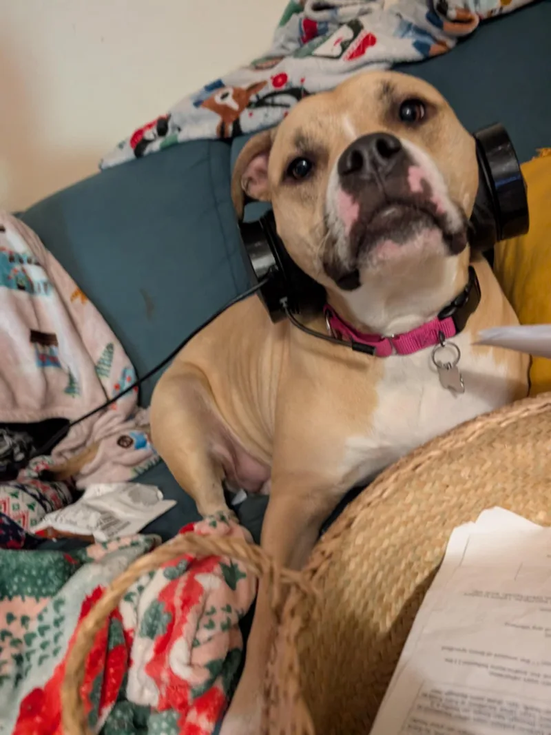 Bitsy  Maine thumbnail 2