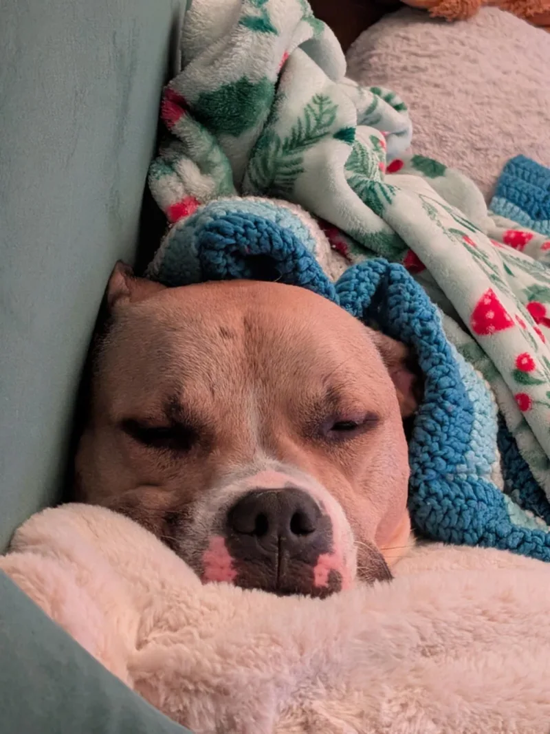 Bitsy  Maine thumbnail 6