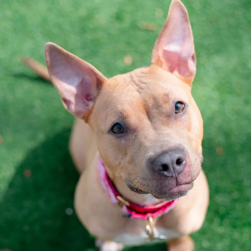 A young medium-sized female Yellow / Tan / Blond / Fawn Mixed Breed dog named Hazel for adoption in Warwick, RI