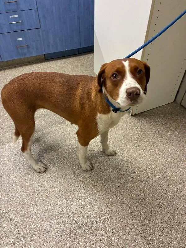 A young medium-sized female Red / Chestnut / Orange Hound dog named Applesauce for adoption in Disputanta, VA