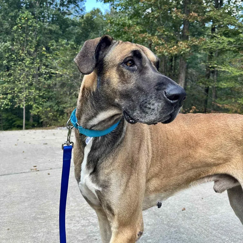 A young extra large-sized male Apricot / Beige Great Dane dog named Atticus for adoption in Pensacola, FL