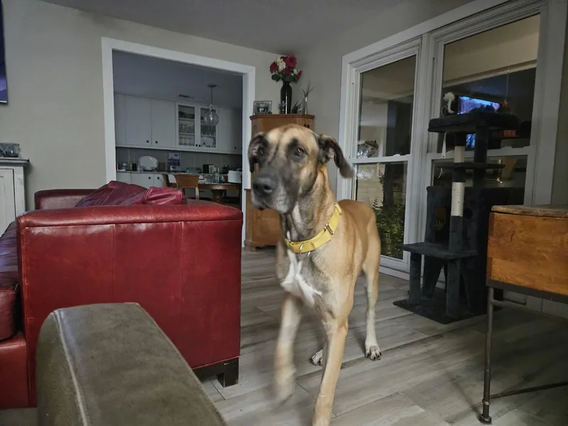 Atticus thumbnail 3