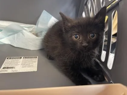 A baby small-sized female Domestic Short Hair cat named Coco Puff for adoption in West Chester, PA