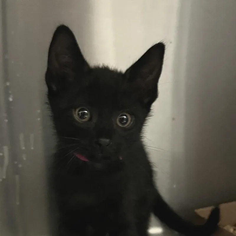 A baby small-sized male Black Domestic Short Hair cat named Whisker Waffle for adoption in Lynchburg, VA