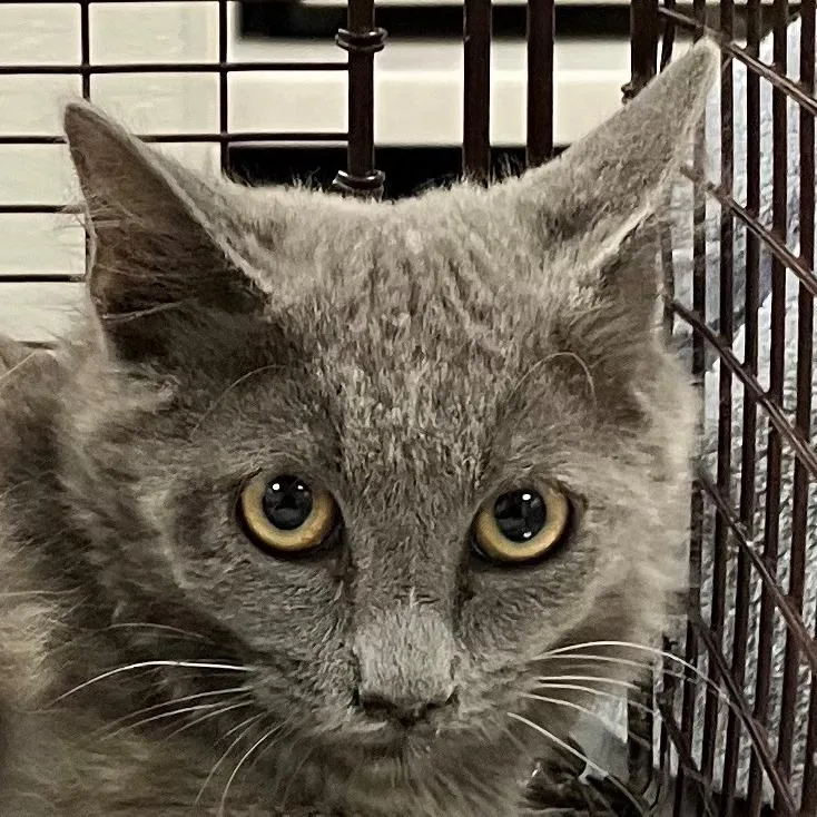 A young small-sized female Gray / Blue / Silver Domestic Short Hair cat named Sassy for adoption in Las Cruces, NM