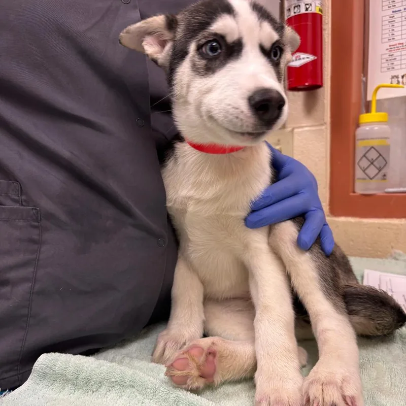 A baby small-sized female Gray / Blue / Silver Husky dog named Nyla for adoption in Springfield, MA