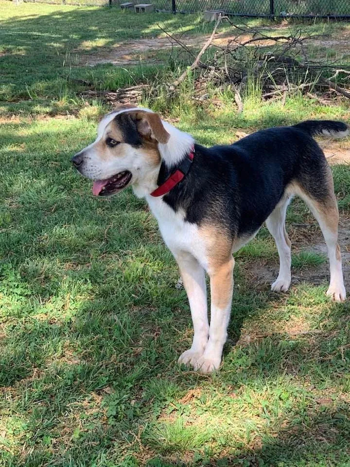 A young medium-sized male Mixed Breed dog named Champ for adoption in Douglas, MA