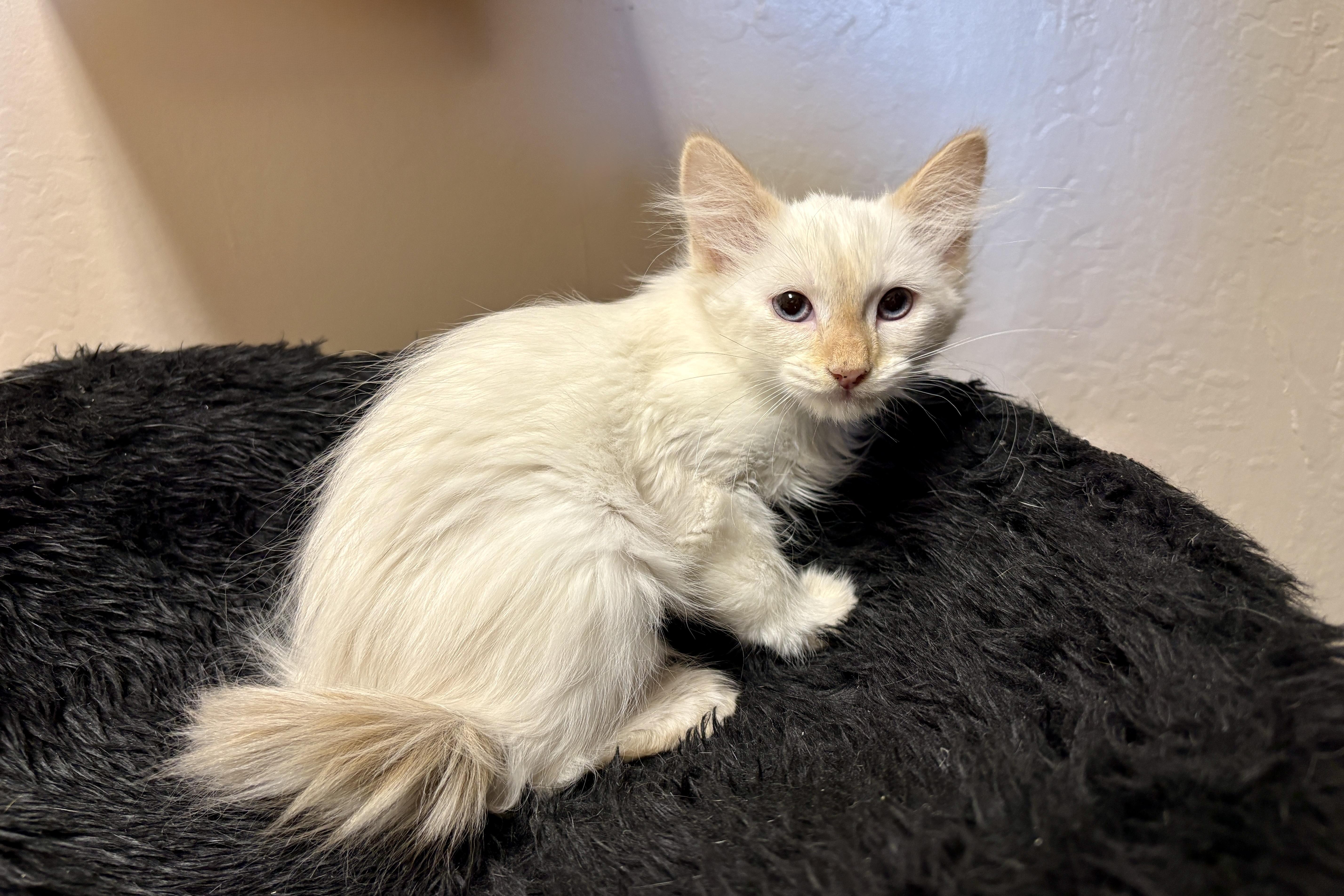A baby small-sized female Domestic Long Hair cat named Mona Lisa for adoption in Fountain Hills, AZ