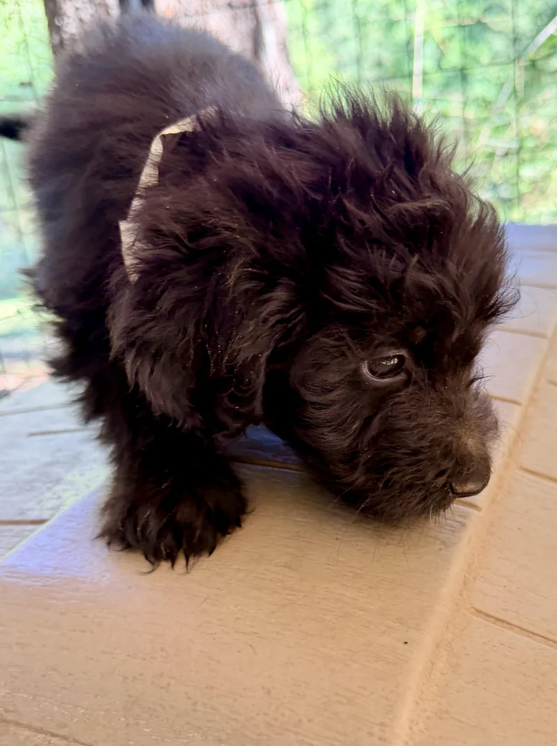 A baby medium-sized male Poodle dog named Jonas for adoption in Fosters, AL