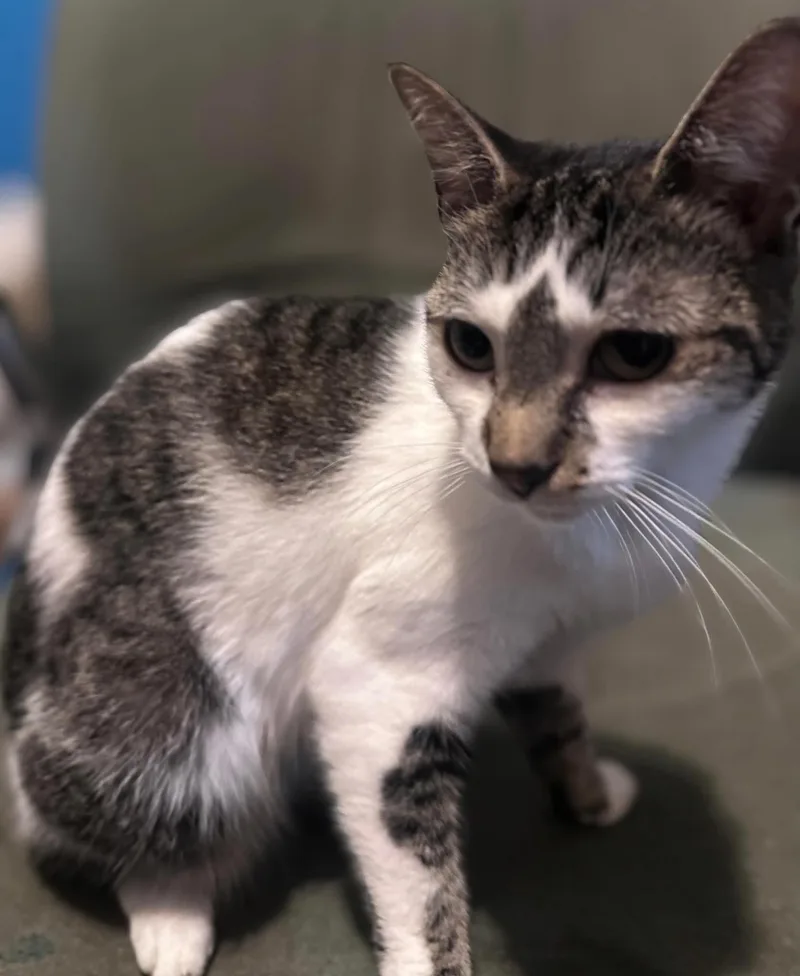 A young medium-sized female Domestic Short Hair cat named Reel for adoption in Bayonne, NJ