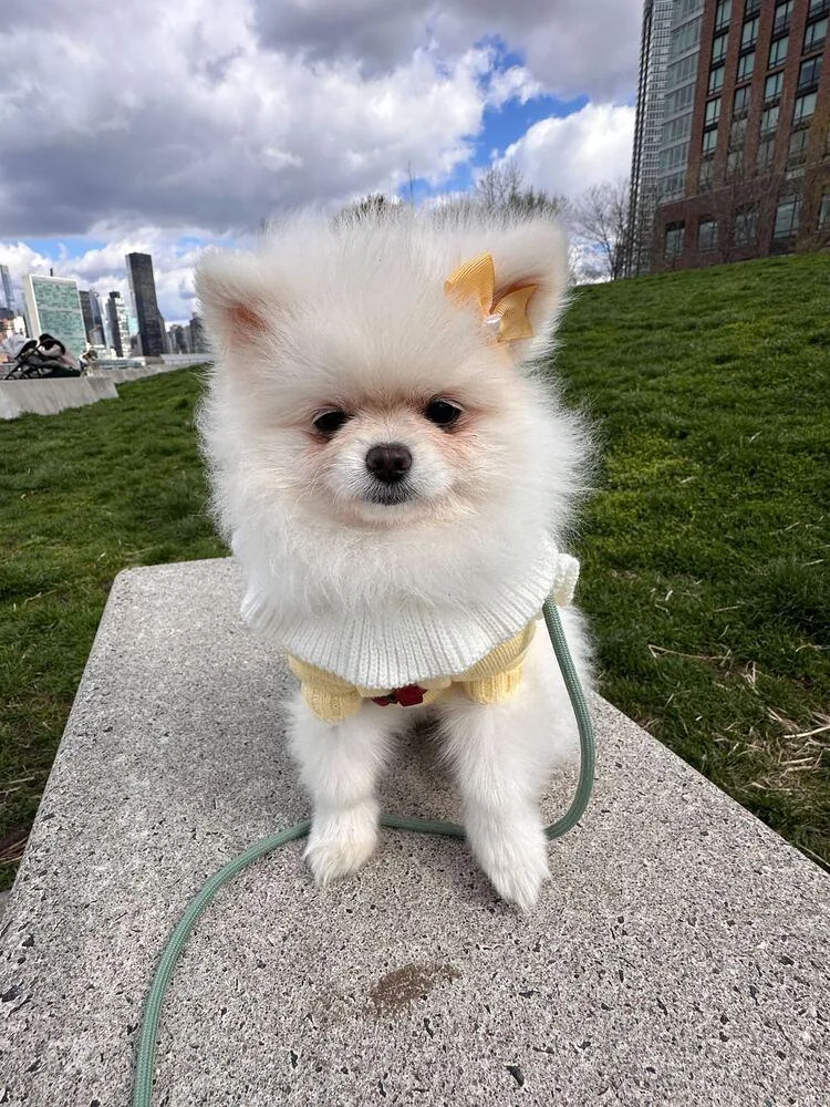 A baby small-sized female White / Cream Pomeranian dog named Sugar for adoption in Long Island City, NY