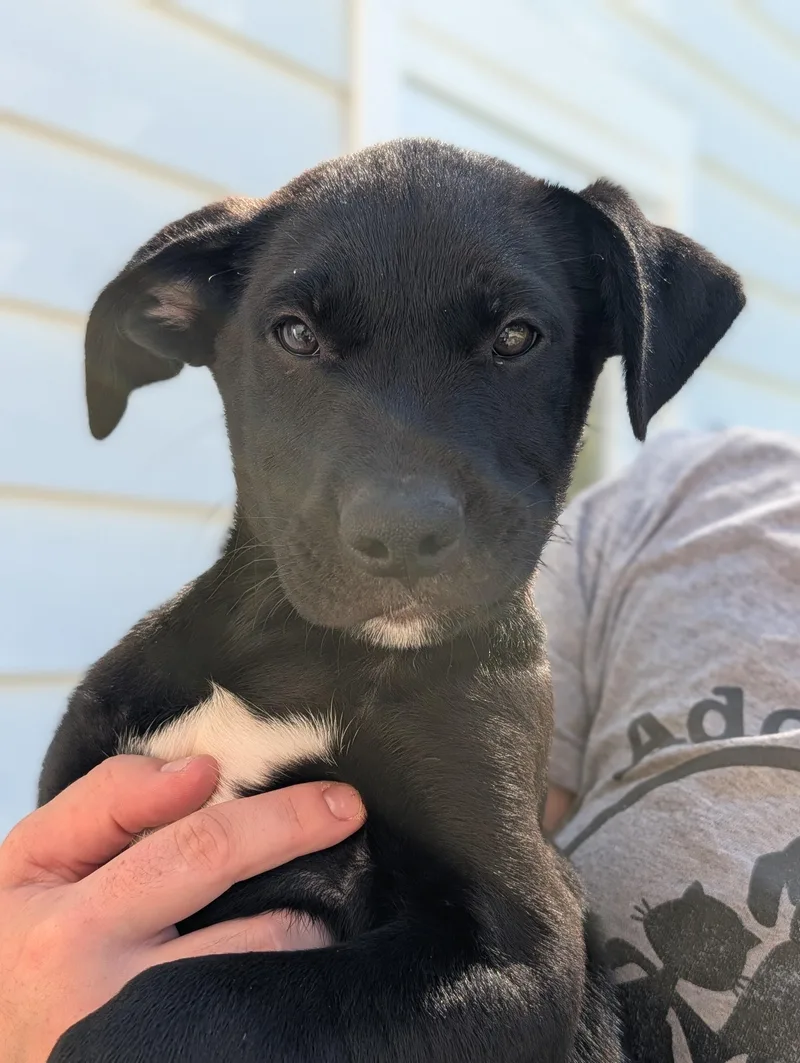 A young large-sized male Black Labrador Retriever dog named Obsidian for adoption in Fenton, MI