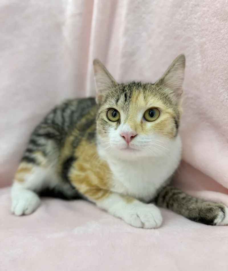 A baby medium-sized female Calico Domestic Short Hair cat named Lady Tuna for adoption in Greensboro, NC